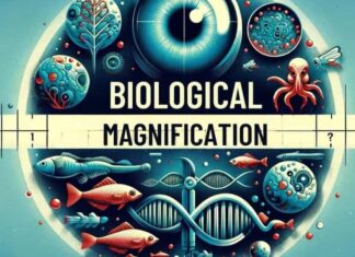What Is Biological Magnification?