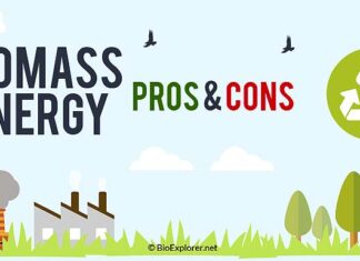 Top 20 Biomass Energy Pros and Cons