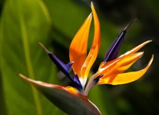 Bird of Paradise