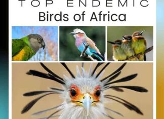 Birds of Africa