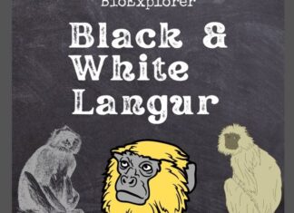Black and White Langur