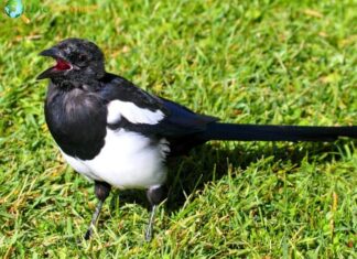 Black-billed Magpie