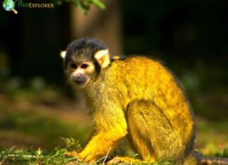 Black-capped Squirrel Monkey
