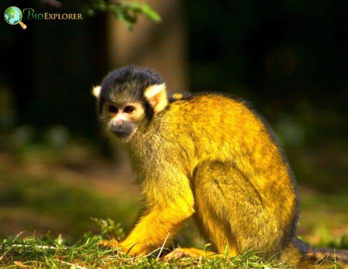 Black-capped Squirrel Monkey