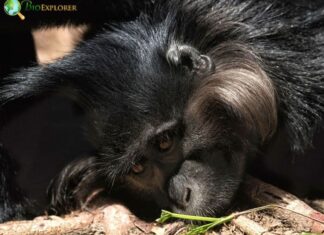 Black-crested mangabey