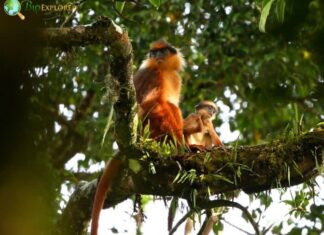 Black-Crested Sumatran Langur