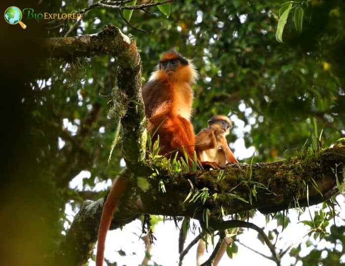 Black-Crested Sumatran Langur
