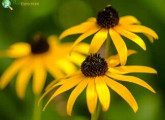 Black-eyed Susan