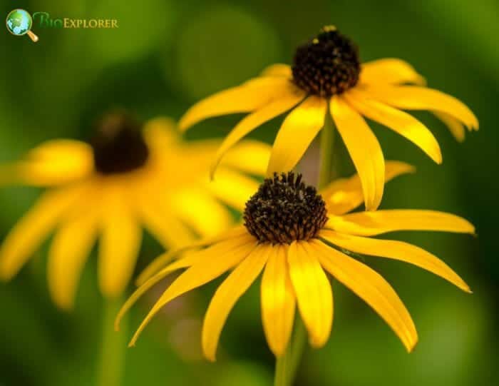 Black-eyed Susan