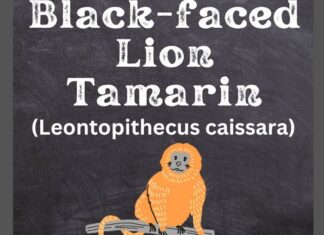 Black-faced Lion Tamarin