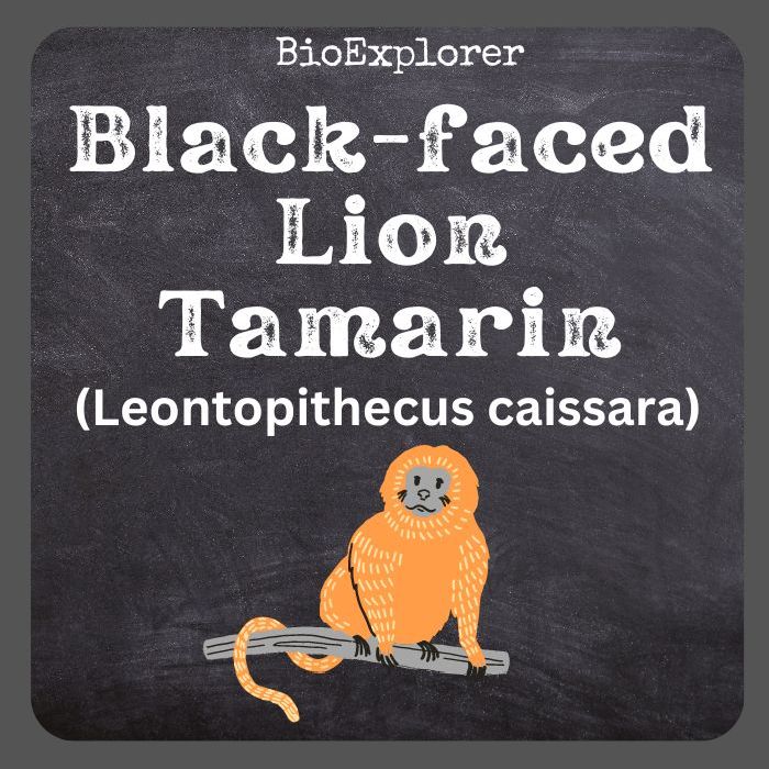 Black-faced Lion Tamarin