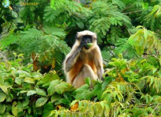 Black-footed Gray Langur