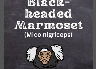 Black-headed Marmoset