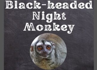 Black-headed Night Monkey