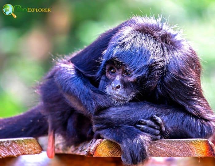 Black-Headed Spider Monkey