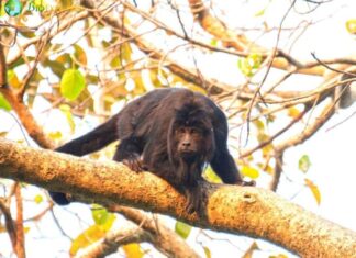 Black Howler monkey