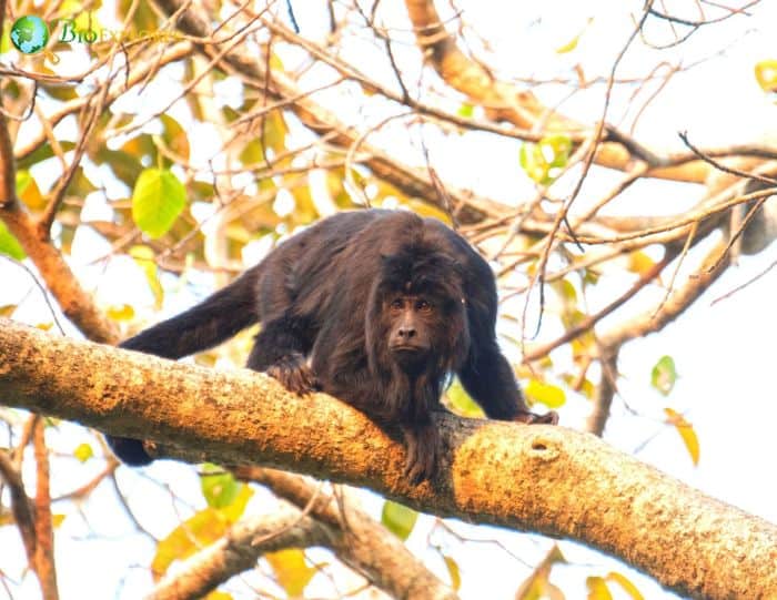 Black Howler monkey