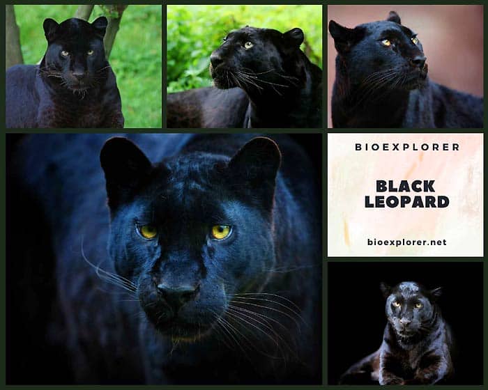 Black Leopard Black Leopard