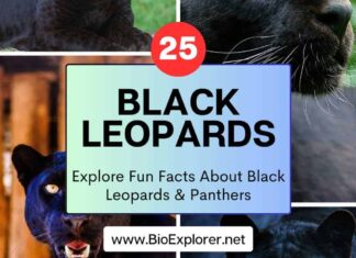 Black Leopard
