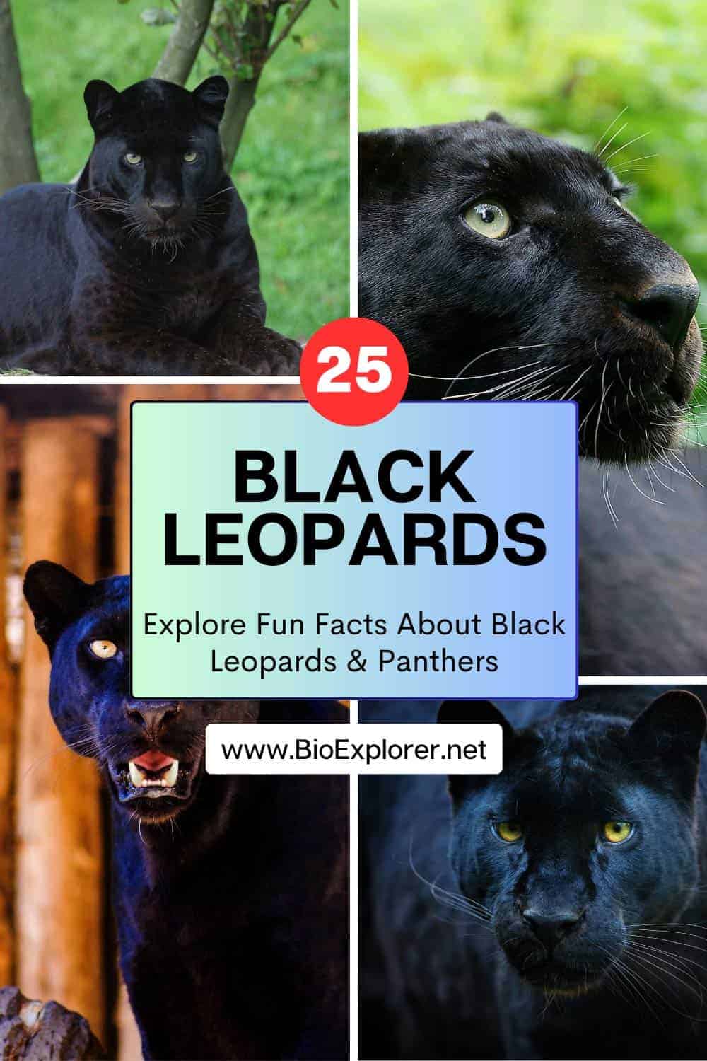 black leopards facts black leopards facts