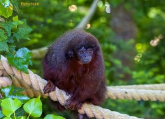 Black Lion Tamarin