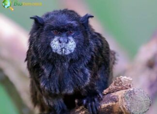 Black-mantled Tamarin
