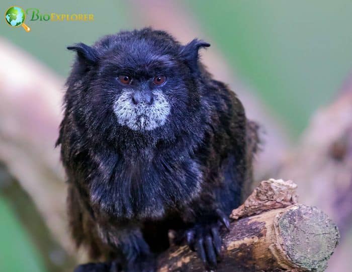 Black-mantled Tamarin