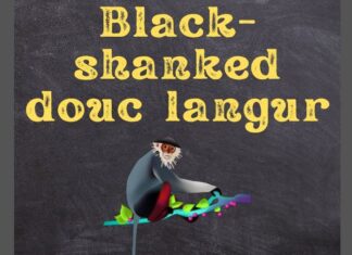 Black-shanked Douc Langur