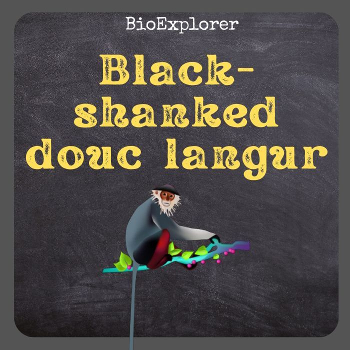 Black-shanked Douc Langur
