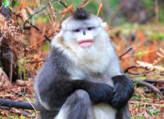 Black Snub-nosed Monkey