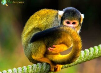 Black Squirrel Monkey