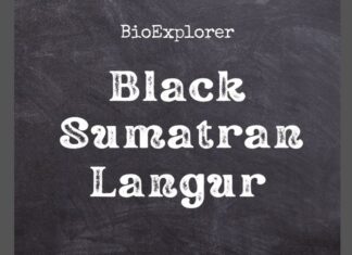 Black Sumatran Langur