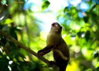 Black-Tailed Marmoset