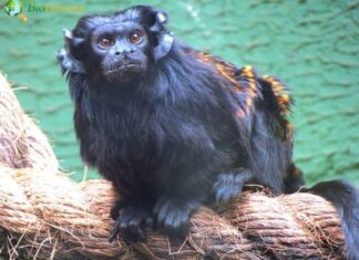 Black Tamarin