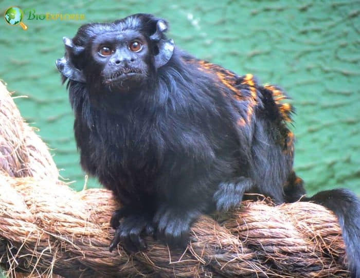Black Tamarin