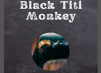 Black Titi