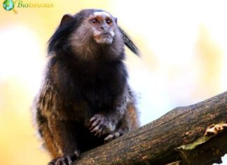 Black-Tufted Marmoset
