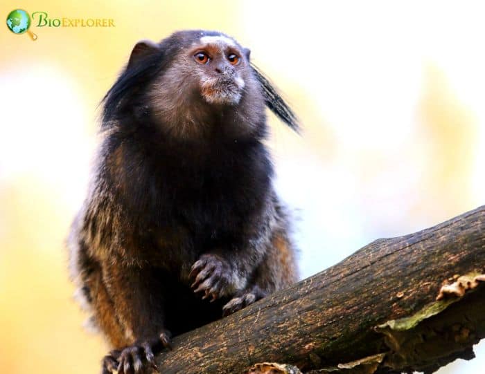 Black-Tufted Marmoset