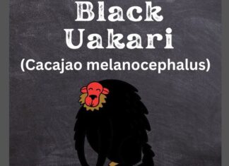 Black Uakari