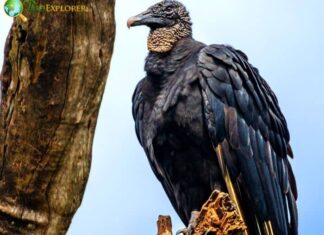 Black Vulture
