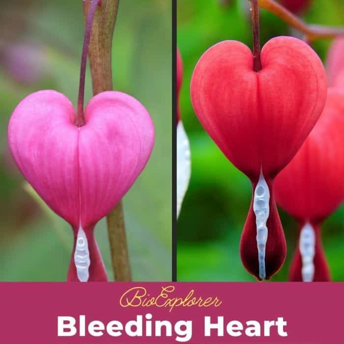 Bleeding Heart Bleeding Heart