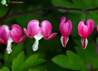 Bleeding Heart