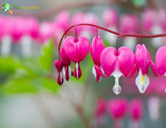 Bleeding Heart Flowering Plant Bleeding Heart Flowering Plant