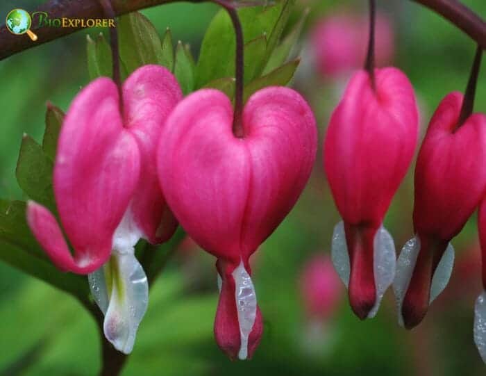 Bleeding Heart Flowers Bleeding Heart Flowers