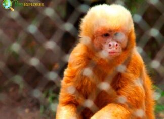 Blond Capuchin