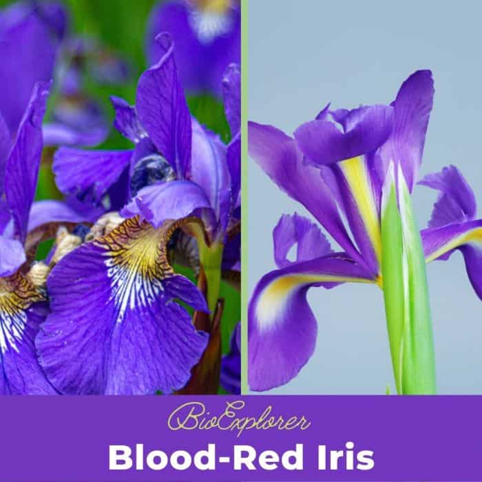 Blood Red Iris Blood Red Iris