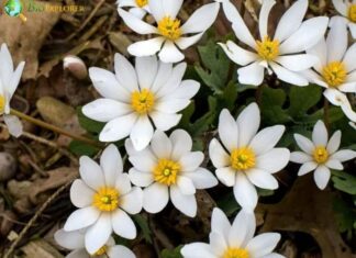 Blood Root
