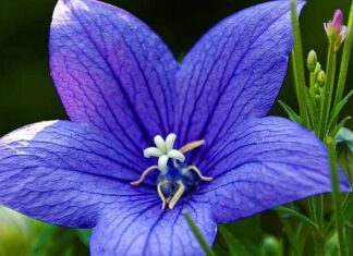 Balloon Flower