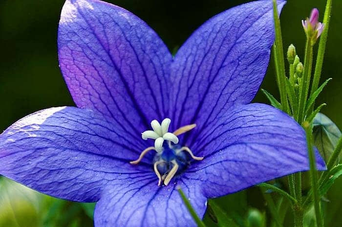 Balloon Flower