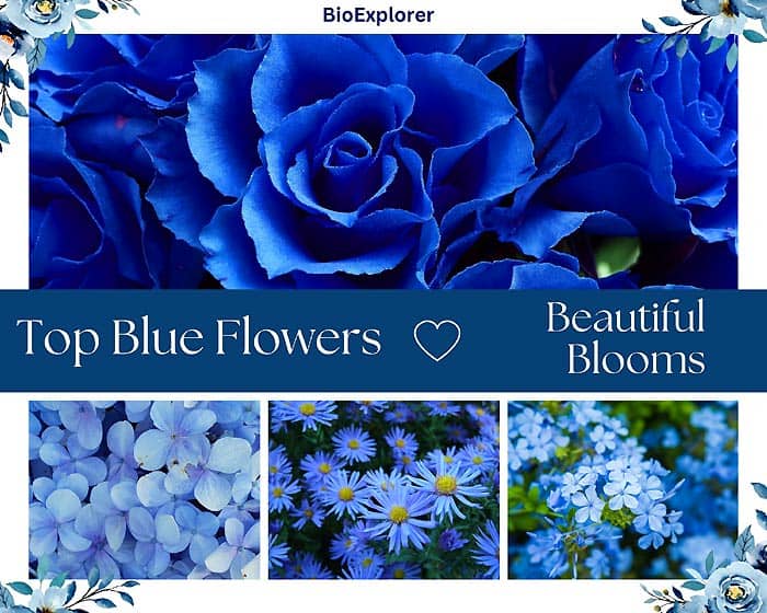 43 Blue Flowers Unveiled: Why These Beauties Have Captured Everyone's Attention?